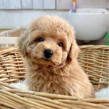 トイプードル(トイ)【静岡県・男の子・2025年10月5日・アプリコット】の写真「ふんわり淡いカラーのお顔の可愛い男の子♪」