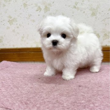 マルチーズ【静岡県・男の子・2025年5月2日・ホワイト】の写真「コンパクトな僕、お顔がとっても可愛い男の子♪」