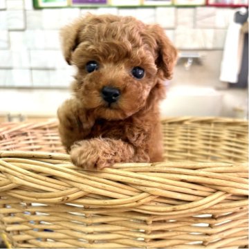 トイプードル(ティーカップ)【静岡県・男の子・2025年10月7日・レッド】の写真「大きなお目々のお顔が可愛い男の子♪」