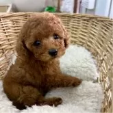 タイニープードル