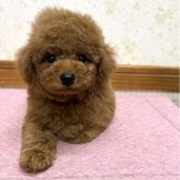 トイプードル(トイ)