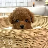 ティーカッププードル