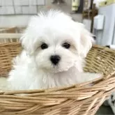 マルチーズ