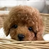 トイプードル(トイ)【静岡県・男の子・2025年7月11日・レッド】の写真1