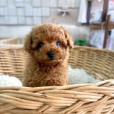 トイプードル(タイニー)