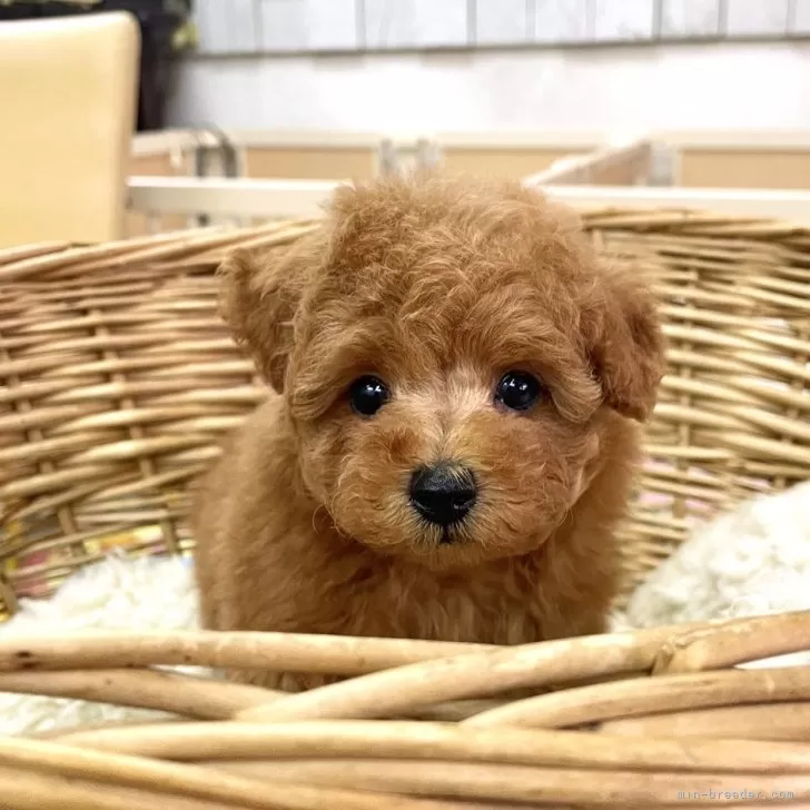 ID：2410-05259の子犬