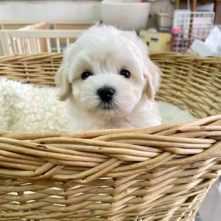 ID：2308-00323の子犬