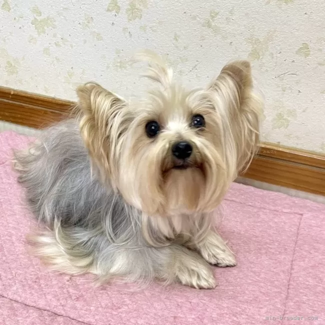 おうひおうひ 様のお迎えした子犬