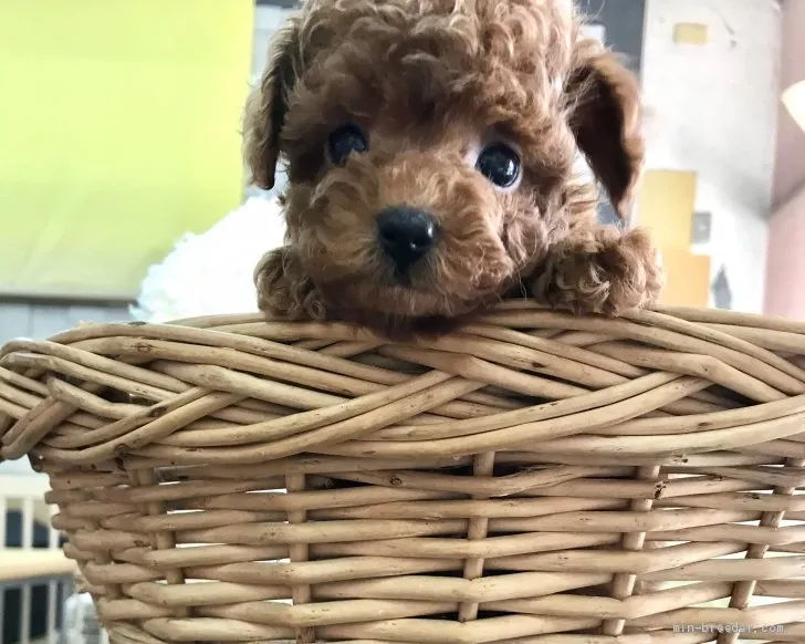 ID：2103-02225の子犬