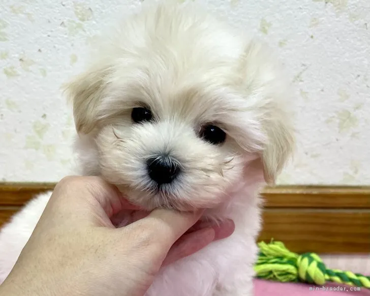 ID：2104-00183の子犬