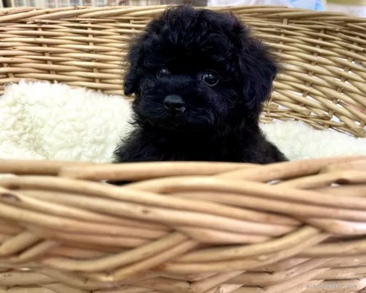 さくら 様のお迎えした子犬