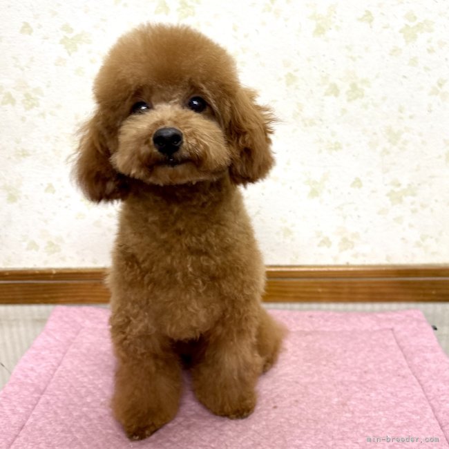 トイプードル(トイ)【・女の子・2023年7月9日・レッド】