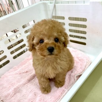 トイプードル(タイニー)【静岡県・男の子・2023年12月7日・アプリコット】の写真「クリクリお目々のお顔の可愛い男の子♪」