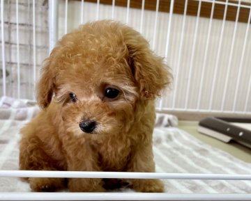 トイプードル(ティーカップ)【静岡県・男の子・2021年5月27日・アプリコット】の写真「甘いお顔でとっても可愛い男の子♪」