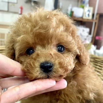 トイプードル(タイニー)【静岡県・男の子・2022年10月18日・レッド(明るめ)】の写真「ほんわか雰囲気、お顔の可愛い男の子♪」