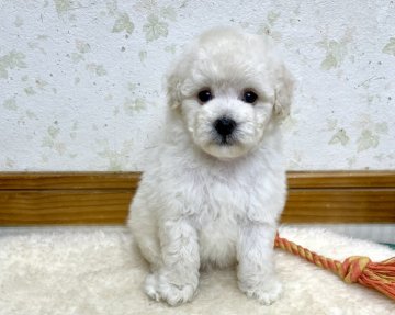 トイプードル(トイ)【静岡県・男の子・2021年5月22日・ホワイト】の写真「真っ白ふわもこプードルくん♪」