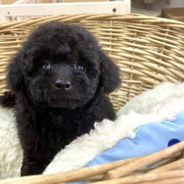 トイプードル(タイニー)【静岡県・女の子・2024年6月4日・ブラック】の写真「上目遣いがキュート♡お顔の可愛い女の子♪」