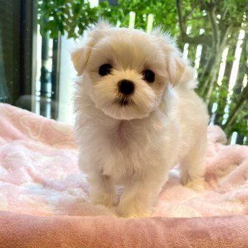 マルチーズ【静岡県・女の子・2024年5月20日・ホワイト】の写真「優しい雰囲気なお顔の可愛い女の子♪」