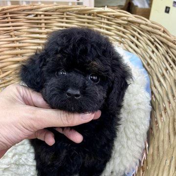 トイプードル(タイニー)【静岡県・女の子・2024年6月4日・レッドフォーン&ブラック(ブラック)】の写真「カラーがチャームポイントのお顔の可愛い女の子♪」