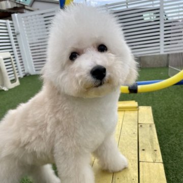 トイプードル(タイニー)【静岡県・男の子・2022年7月25日・ホワイト(クリーム)】の写真「ドワーフの可愛い男の子♪」