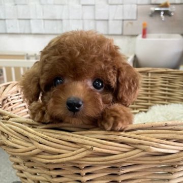 トイプードル(タイニー)【静岡県・女の子・2023年7月9日・レッド】の写真「綺麗なカラー！クリクリお目々の可愛い女の子♪」