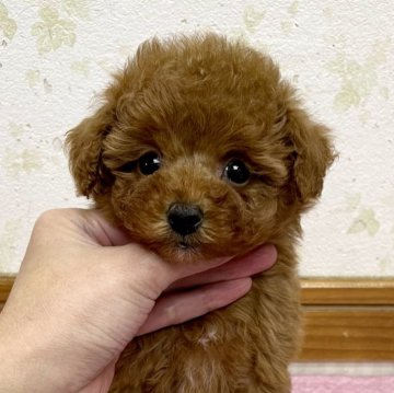 トイプードル(タイニー)【静岡県・女の子・2023年12月7日・レッド】の写真「キラキラお目々のお顔の可愛い女の子♪」