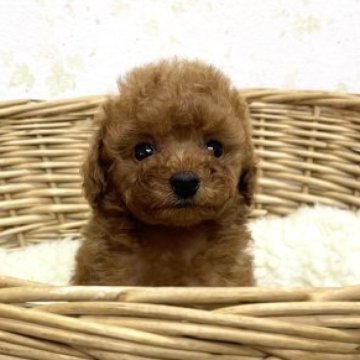 トイプードル(タイニー)【静岡県・女の子・2023年8月4日・レッド】の写真「おしっぽぷりぷりのお顔の可愛い女の子♪」