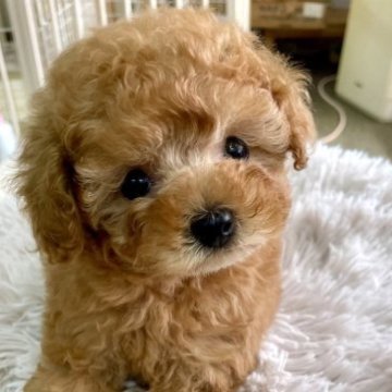 トイプードル(ティーカップ)【静岡県・男の子・2023年4月29日・アプリコット】の写真「お目々がキュート！コンパクトな男の子♪」