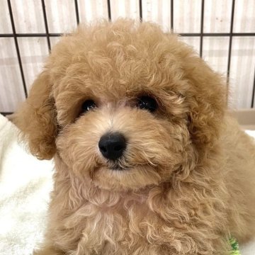 トイプードル(トイ)【静岡県・男の子・2024年6月4日・アプリコット】の写真「お目々ぱっちり！！お顔の可愛い男の子♪」