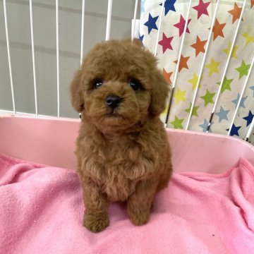 トイプードル(トイ)【静岡県・男の子・2023年12月19日・レッド】の写真「お目々が大きなお顔の可愛い男の子♪」