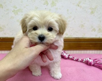 マルチーズ(ママ)xトイプードル(パパ)【静岡県・女の子・2021年2月28日・クリーム】の写真「キュートなお目目な可愛いマルプーちゃん♪」