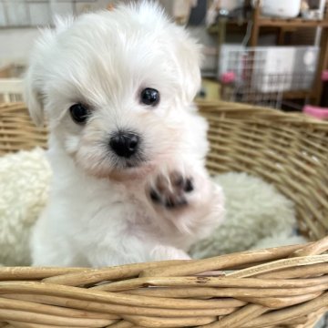 マルプー(マルチーズ×トイプードル)【静岡県・女の子・2023年12月6日・ホワイト】の写真「長いまつ毛がキュートなお顔の可愛い女の子♪」