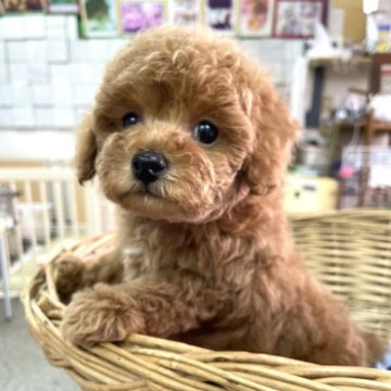 トイプードル(トイ)【静岡県・男の子・2023年4月7日・レッド】の写真「ぬいぐるみのようにモコモコな可愛い男の子♪」