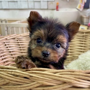 ヨークシャーテリア【静岡県・男の子・2023年10月3日・スチールブルー&タン】の写真「コンパクトでお顔の可愛い男の子♪」