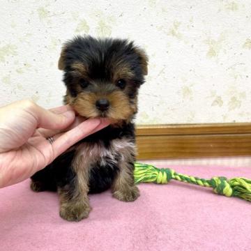 ヨークシャーテリア【静岡県・男の子・2022年8月6日・スチールブルー&タン】の写真「コンパクトボディな可愛いお顔の男の子♪」