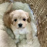 マルプー(マルチーズxトイプードル)【静岡県・女の子・2023年6月28日・アプリコット】の写真1