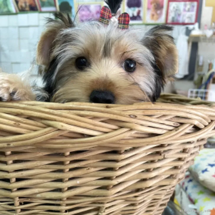 ローズ 様のお迎えした子犬