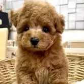 タイニープードル【静岡県・男の子・2024年9月5日・レッド】の写真2