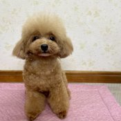 タイニープードル【・女の子・2020年3月25日・レッド】