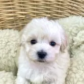 マルプー(マルチーズxトイプードル)【静岡県・男の子・2023年6月28日・クリーム】の写真4