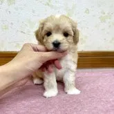 マルプー(マルチーズxトイプードル)【静岡県・女の子・2023年6月28日・アプリコット】の写真5