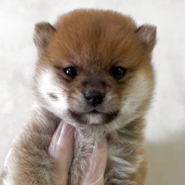 柴犬(豆柴)【愛知県・男の子・2025年10月31日・赤】の写真「穏やかで可愛いモフモフな男の子」