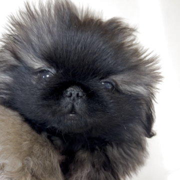 ペキニーズ【愛知県・男の子・2025年9月2日・フォーン】の写真「外産直子の可愛い男の子♡」