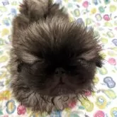 ペキニーズ