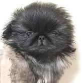 ペキニーズ
