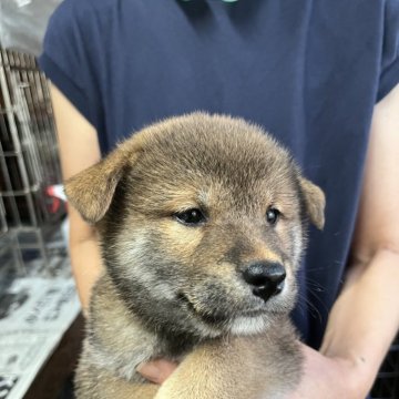 柴犬(標準サイズ)【岡山県・男の子・2024年7月7日・赤】の写真「丸々として少しシャイな男の子」