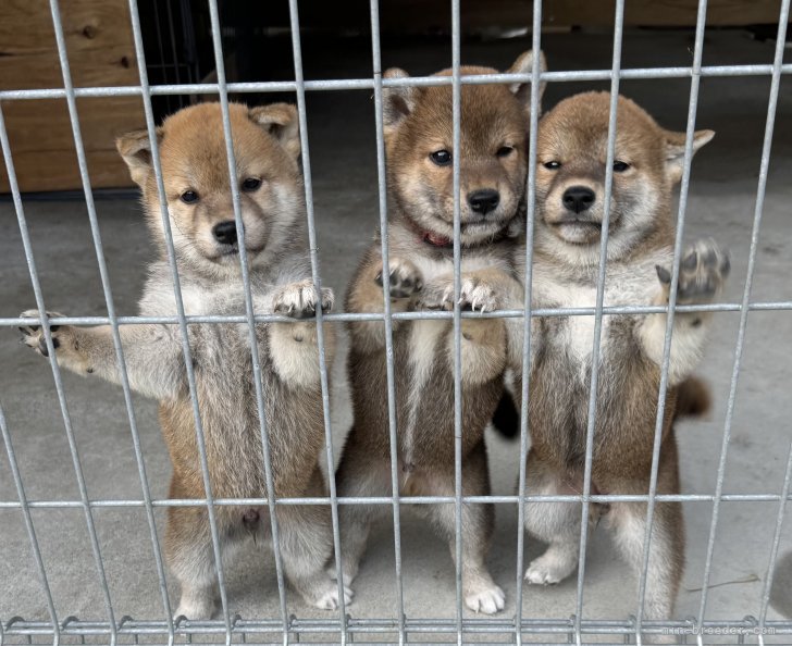 かわいい子犬たちがお待ちしております。｜小原　貴洋(おばら　たかひろ)ブリーダー(岩手県・柴犬・日本犬保存会登録)の紹介写真2