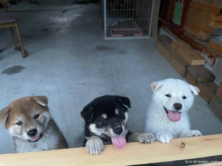 かわいい子犬たちがお待ちしております。｜小原　貴洋(おばら　たかひろ)ブリーダー(岩手県・柴犬・日本犬保存会登録)の紹介写真2