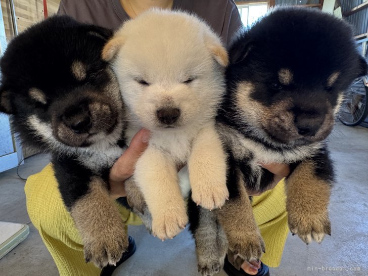 小原貴洋ブリーダーのブログ：子犬出産