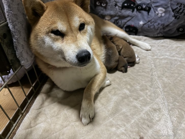 小原貴洋ブリーダーのブログ：子犬出産しました！